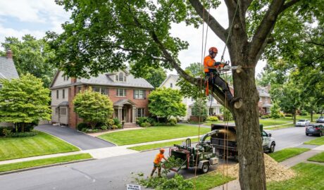 Best tree removal near New Scotland NY