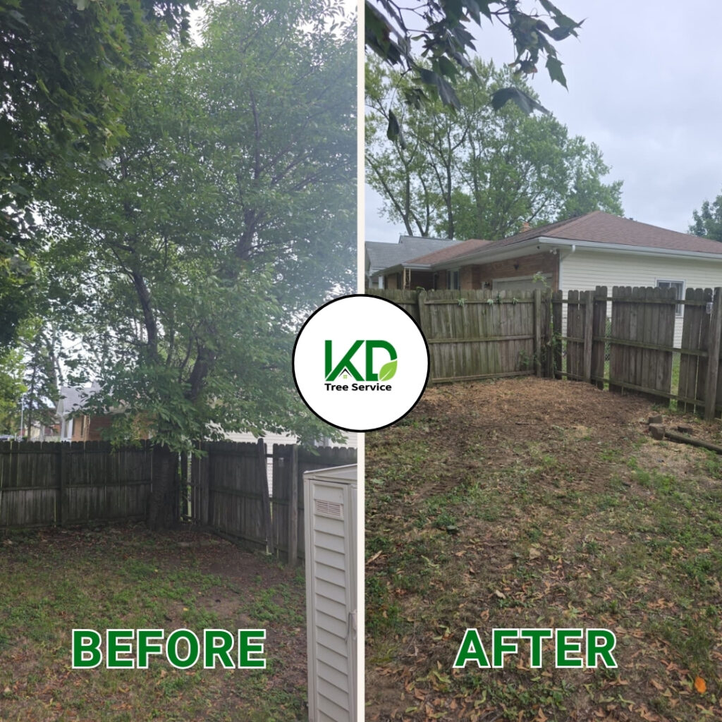 tree removal service albany ny tree removal company