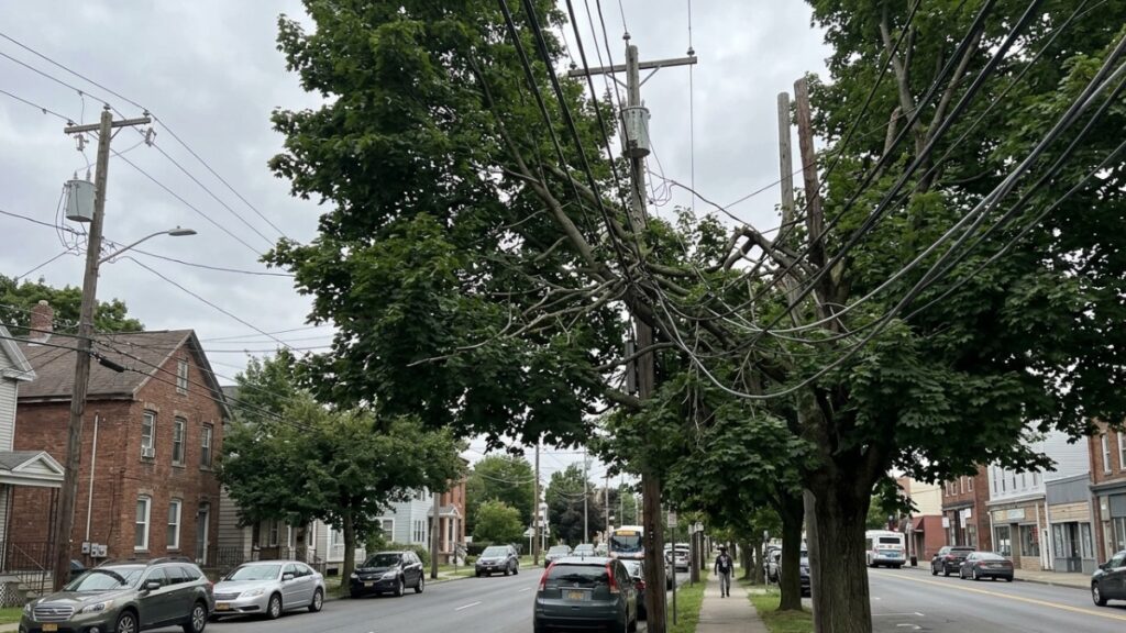 Best arborist near SUNY Albany 1 Central Ave Albany