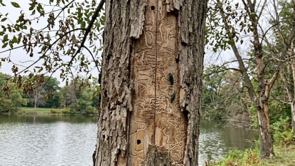Certified arborist inspections in Guilderland