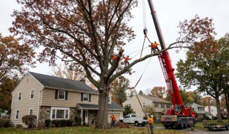 Tree Service Delmar NY