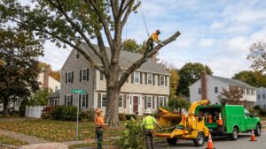 Urgent Tree Removal Foxboro MA