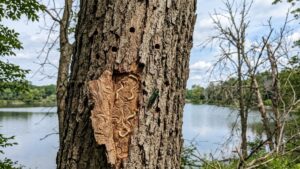 tree service Buckingham Lake Albany