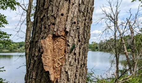 tree service Buckingham Lake Albany