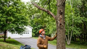 tree removal in Guilderland NY