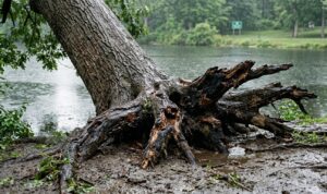 tree root damage near Buckingham Lake Albany NY