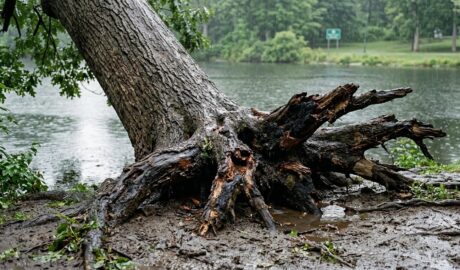 tree root damage near Buckingham Lake Albany NY
