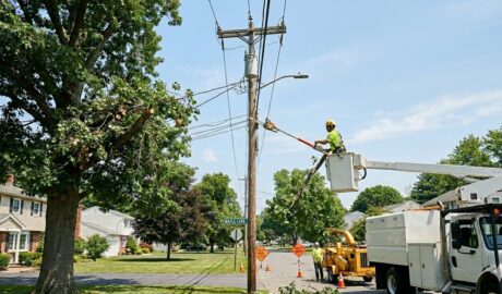 Tree Trimming Colonie NY