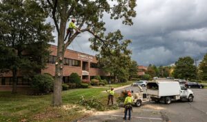 Tree removal Latham NY