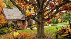 tree removal Bethlehem NY
