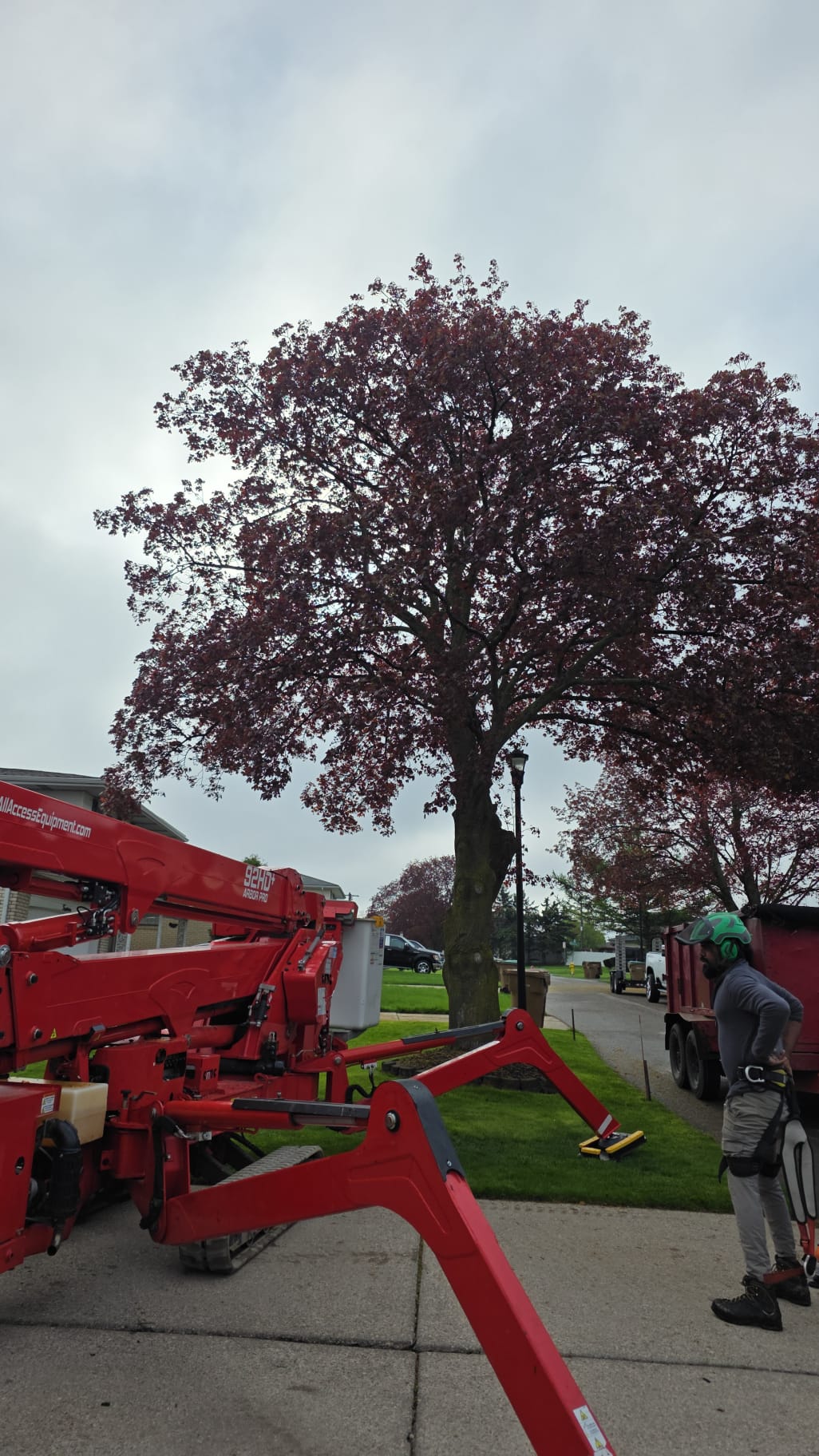 Tree Service Near Troy NY: Tree Removal, Trimming & Emergency Tree Care