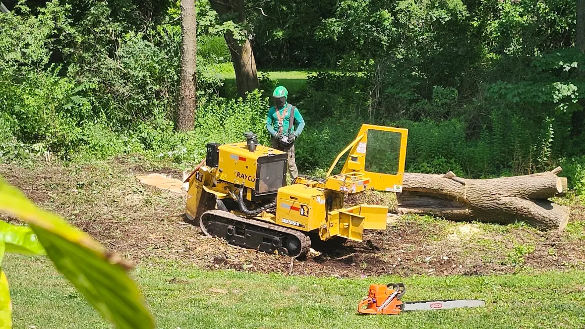 Stump Grinding Cost, Process & Same Day Service in Watervliet NY