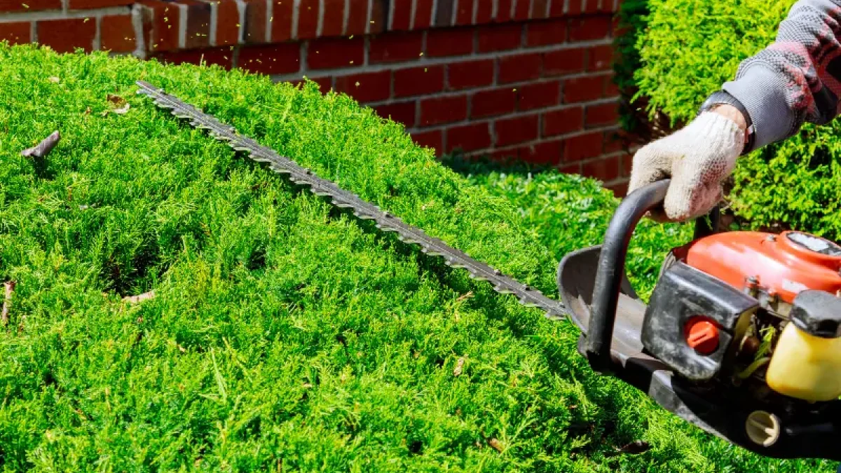 How Much Should You Tip Tree Trimmers?