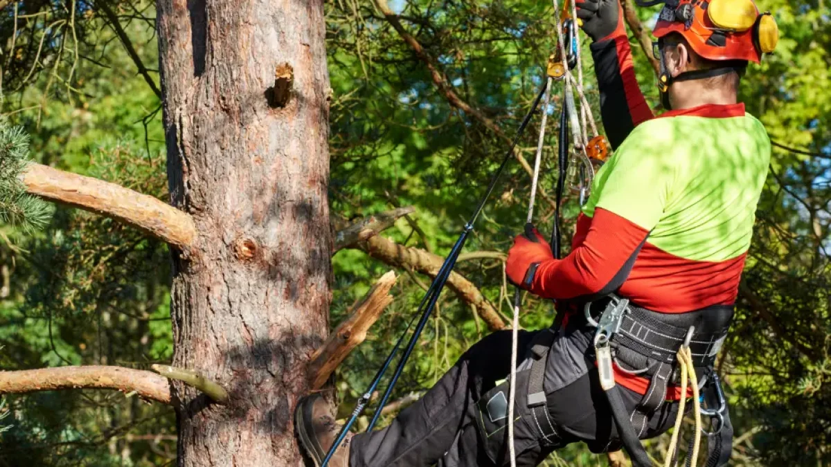 128 best Tree Cutting Rochester, NY