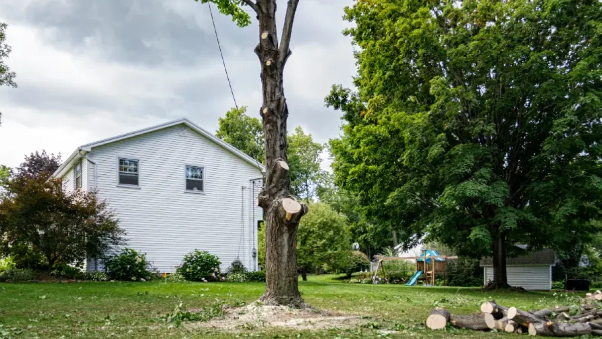 Kearsarge’s Urban Homes tree removal