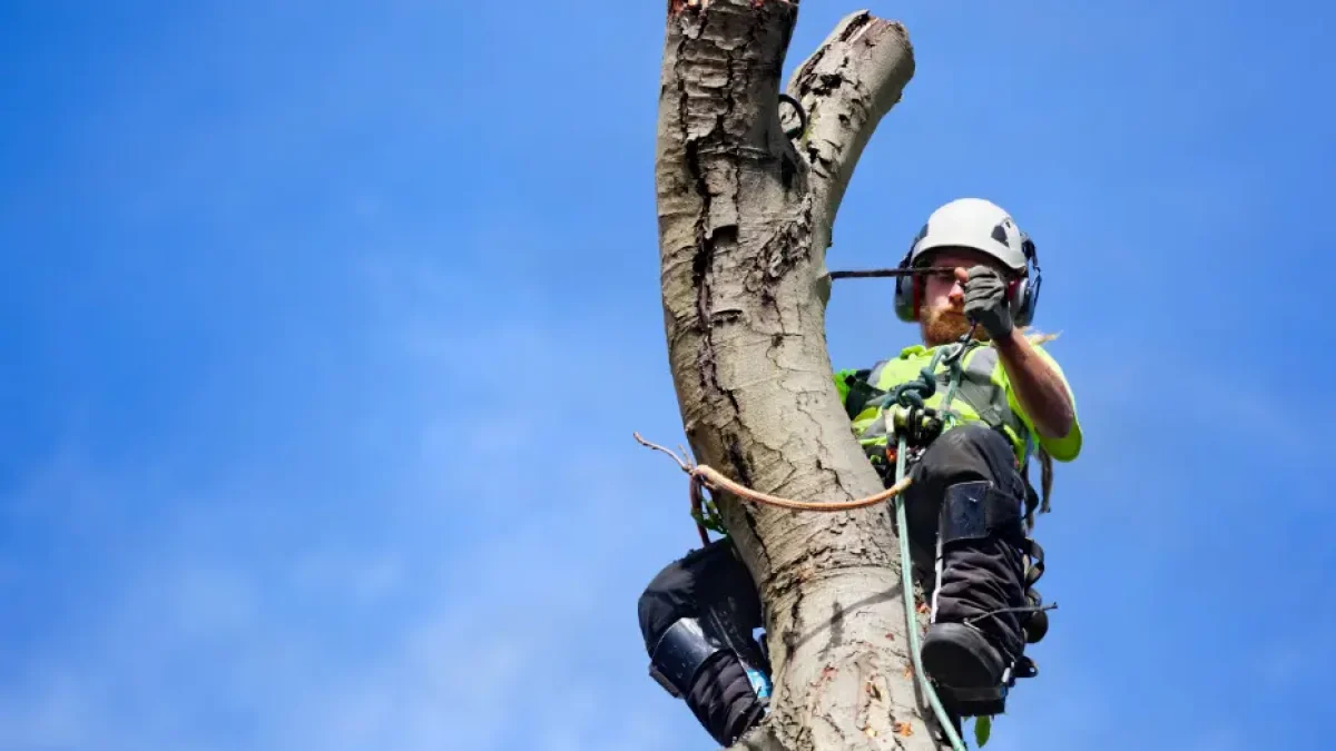 140 A Professional Tree Cutting Near Rochester, NY