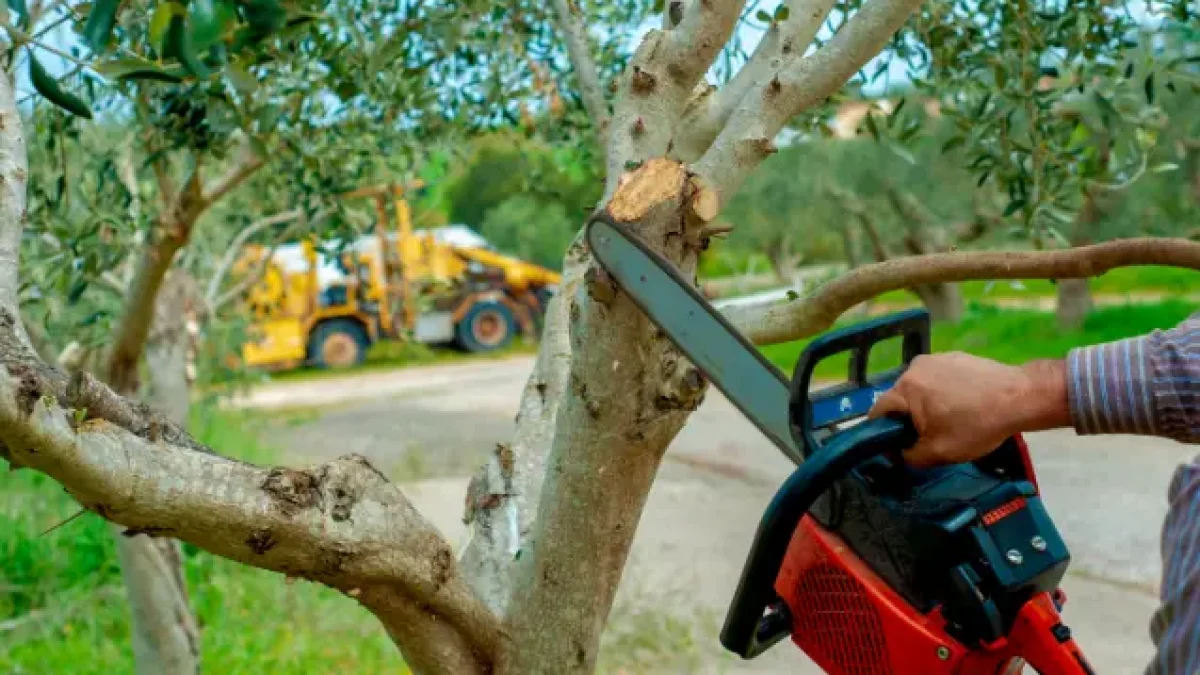 157 Best Tree Service in Rochester, NY