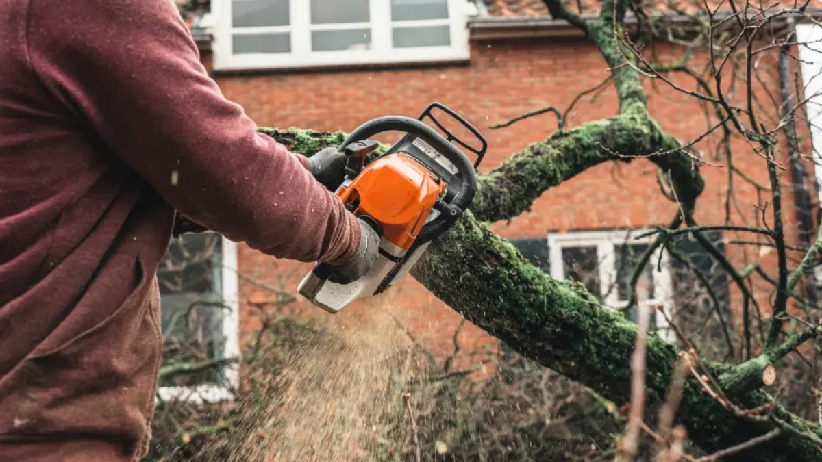Emergency tree service in Albany, NY