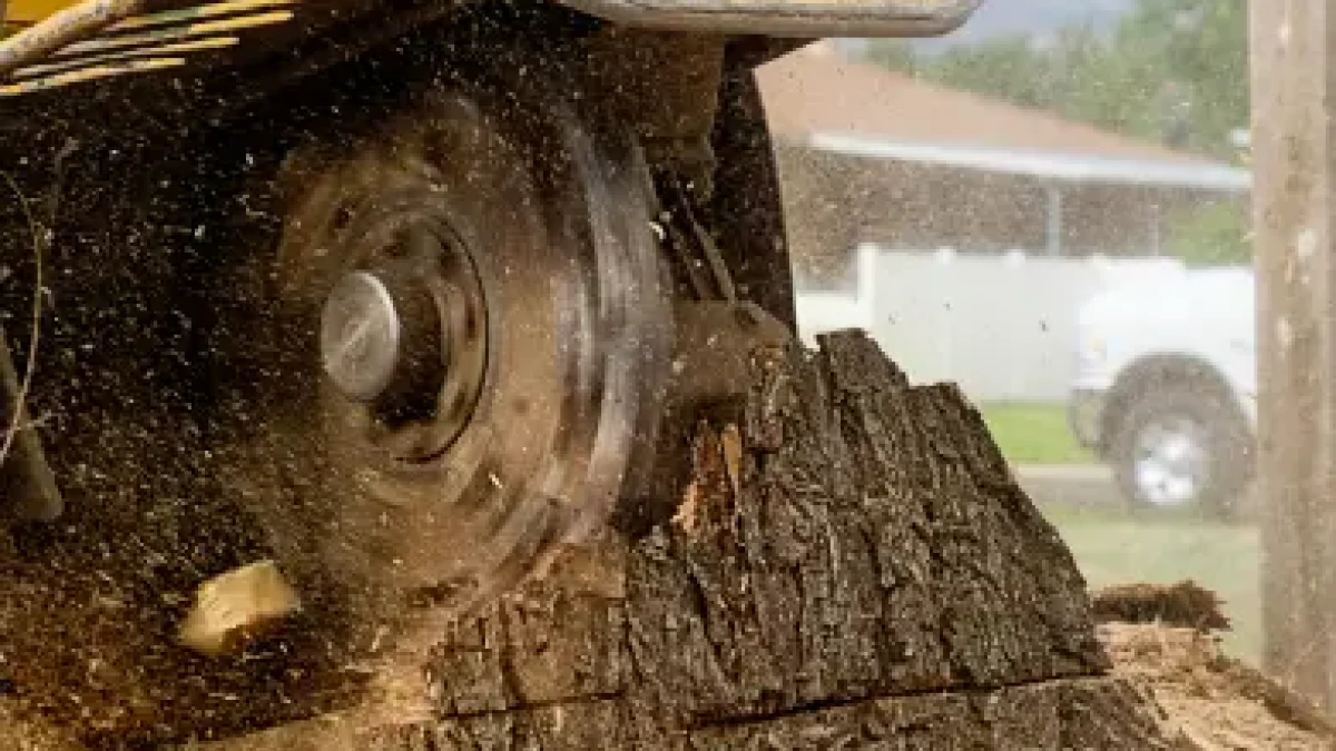 179 tree grinding machine removing a tree stump Rochester, NY