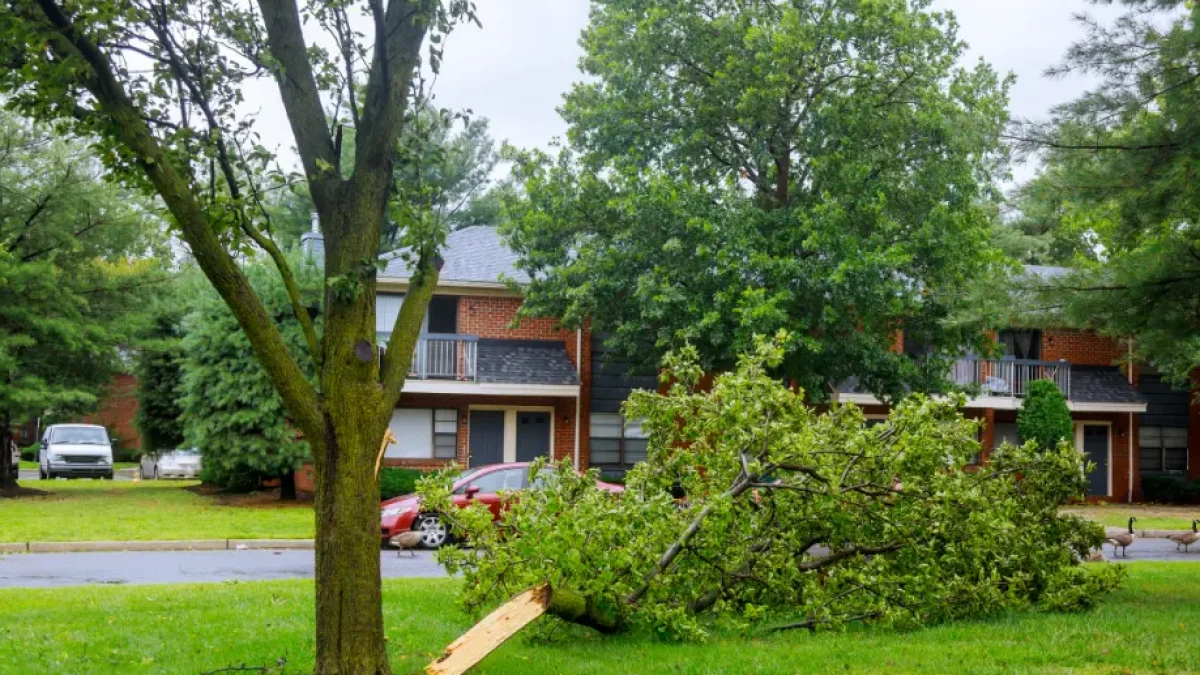 Tree Preservation in Kearsarge