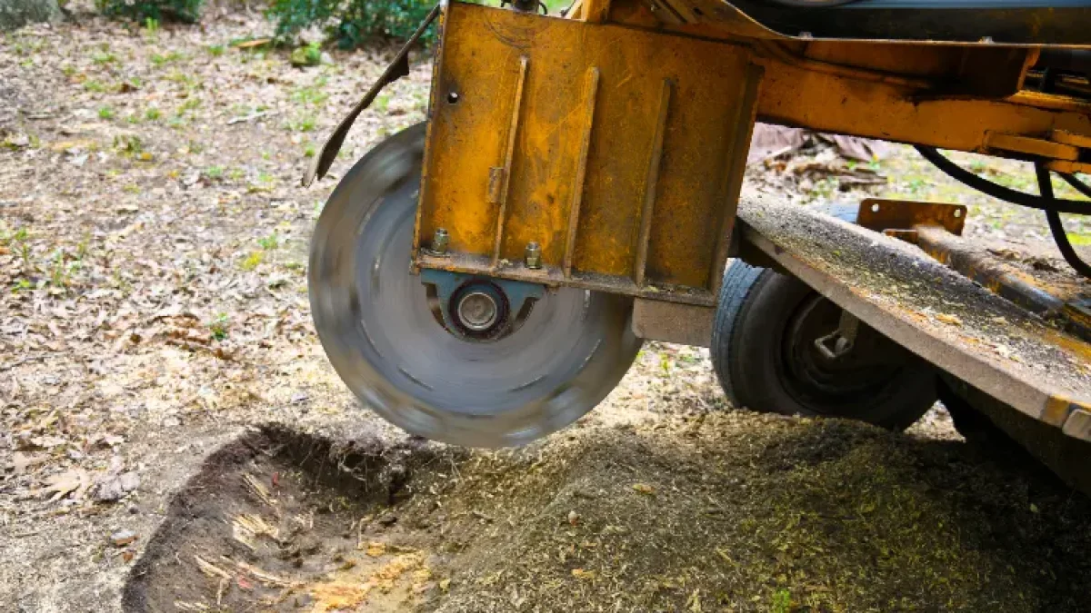 60 tump grinding machine removing a tree stump in a grassy yard in Rochester, NY