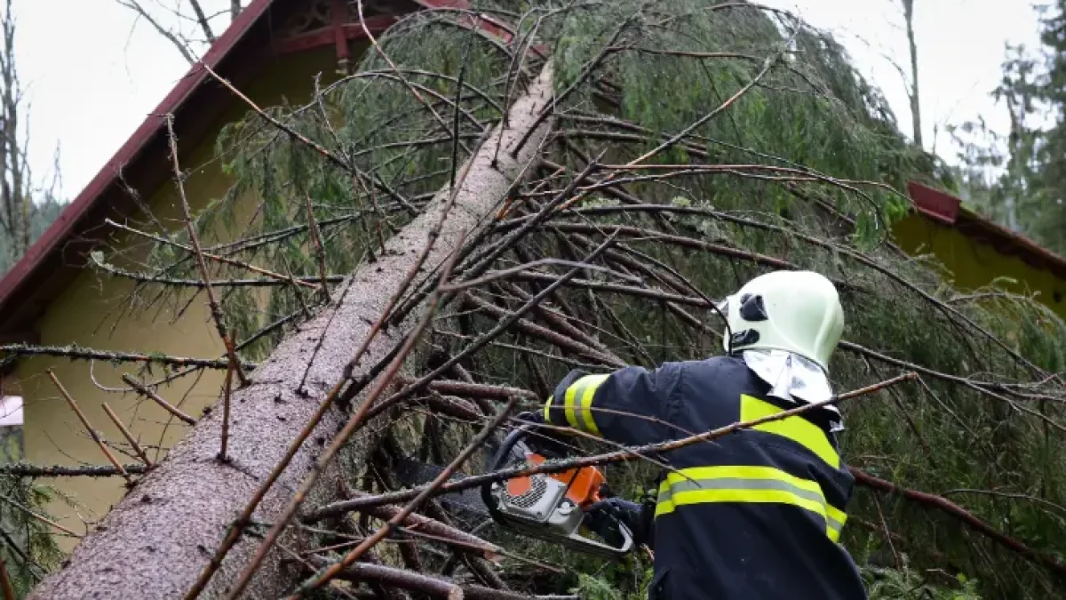 emergency tree removal services.