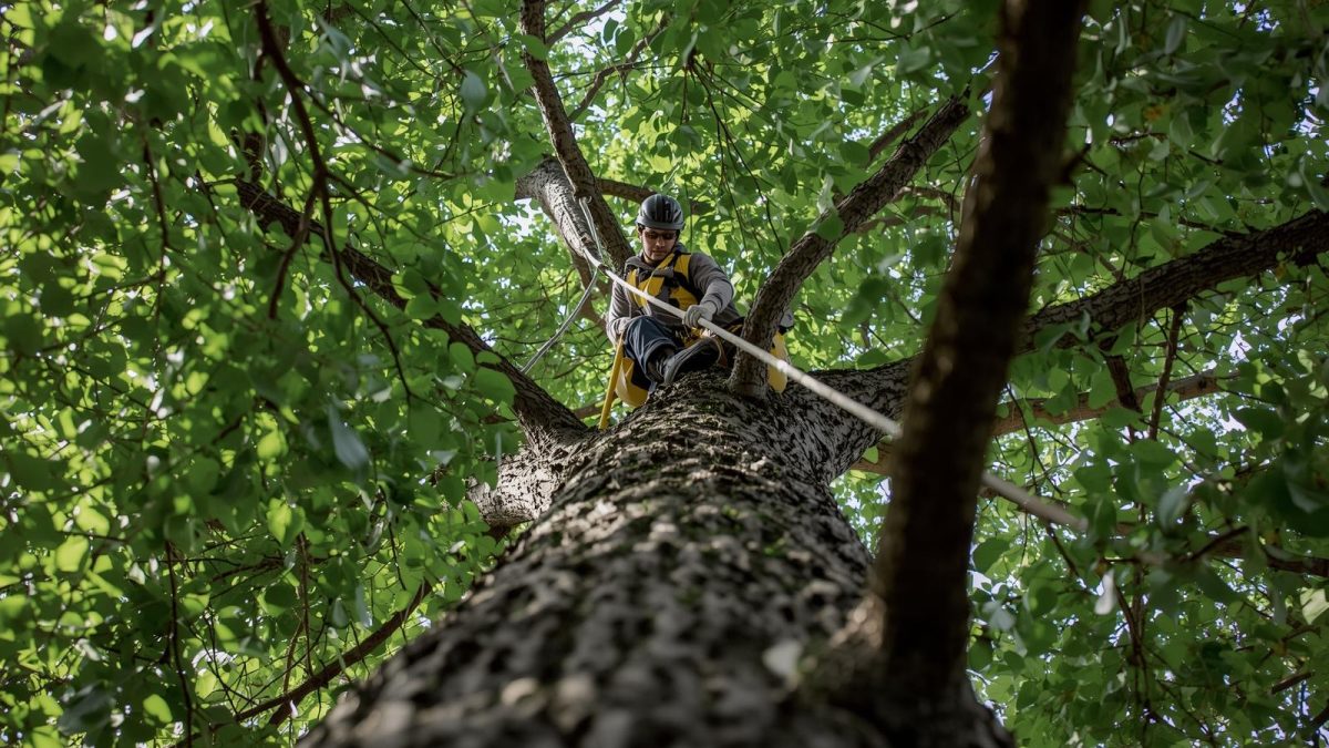 tree service Omaha NE