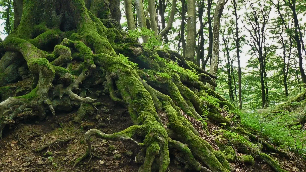 How to Identify and Treat Root Rot in Your Backyard Trees
