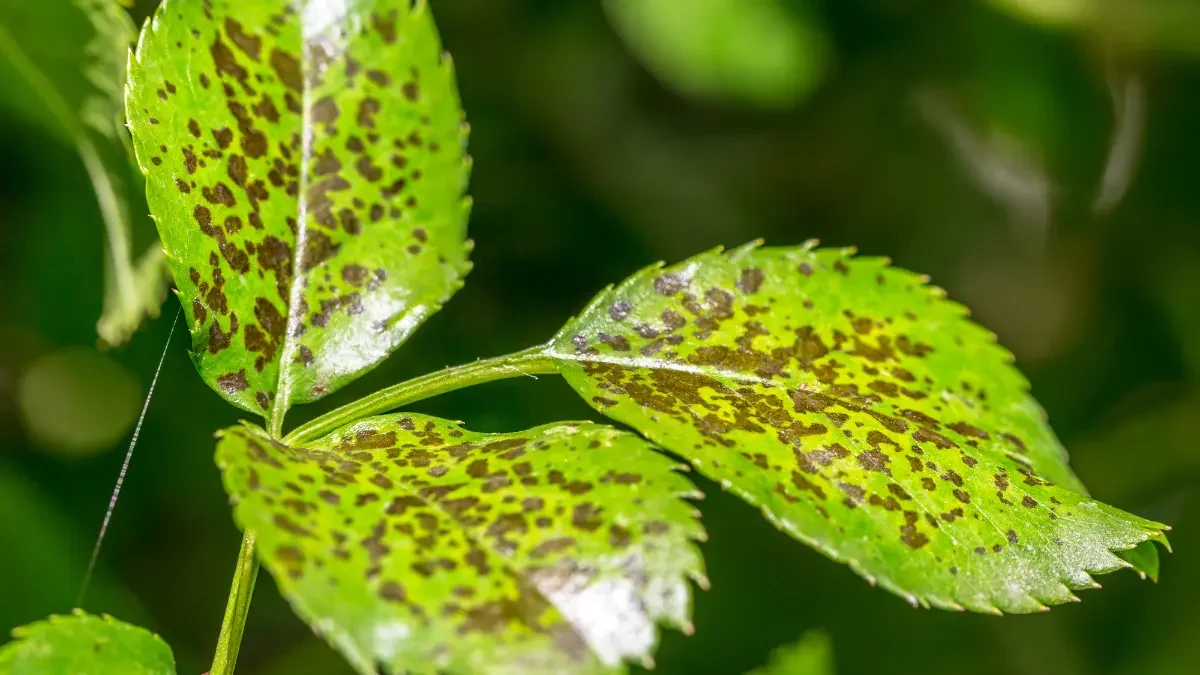 Common Tree Diseases in Fairview’s Urban Landscapes
