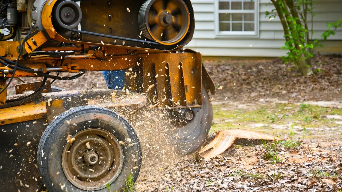 Emergency Tree Services for McKean’s Snowy Winters