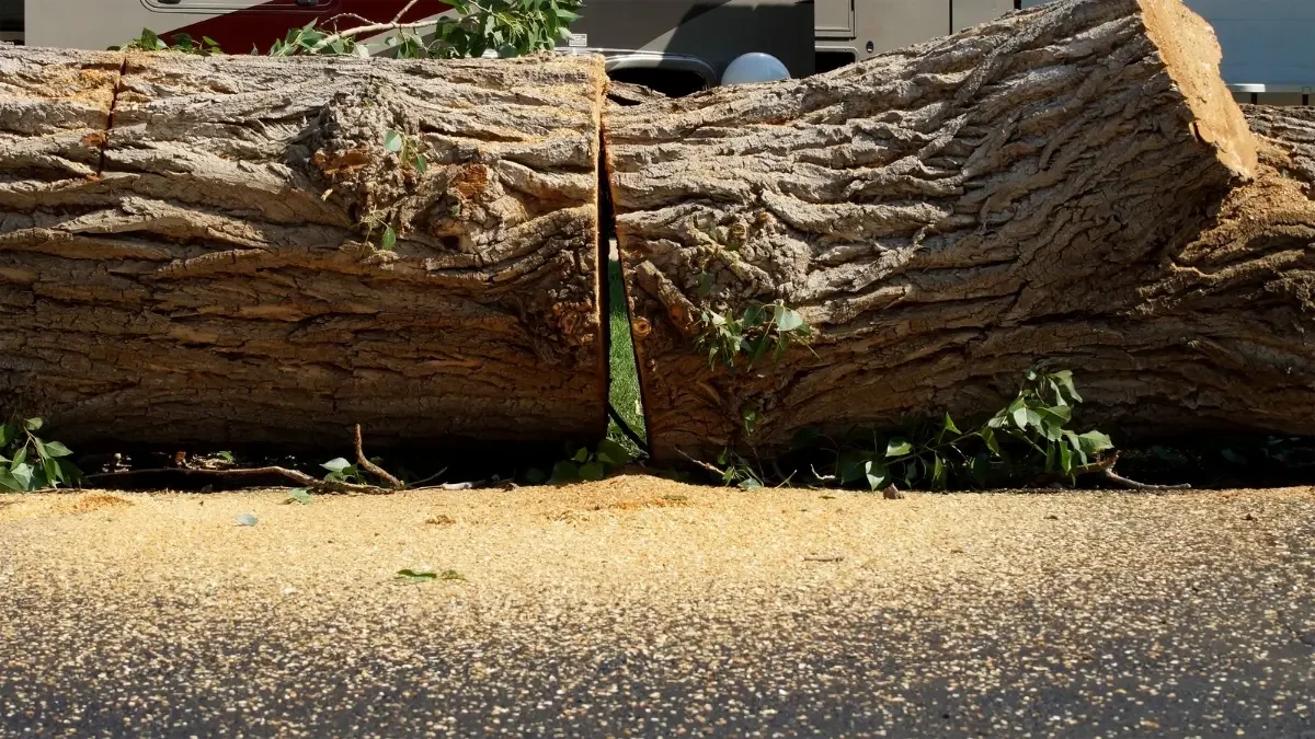 Affordable Tree Removal Options for Fairview’s Suburban Homes