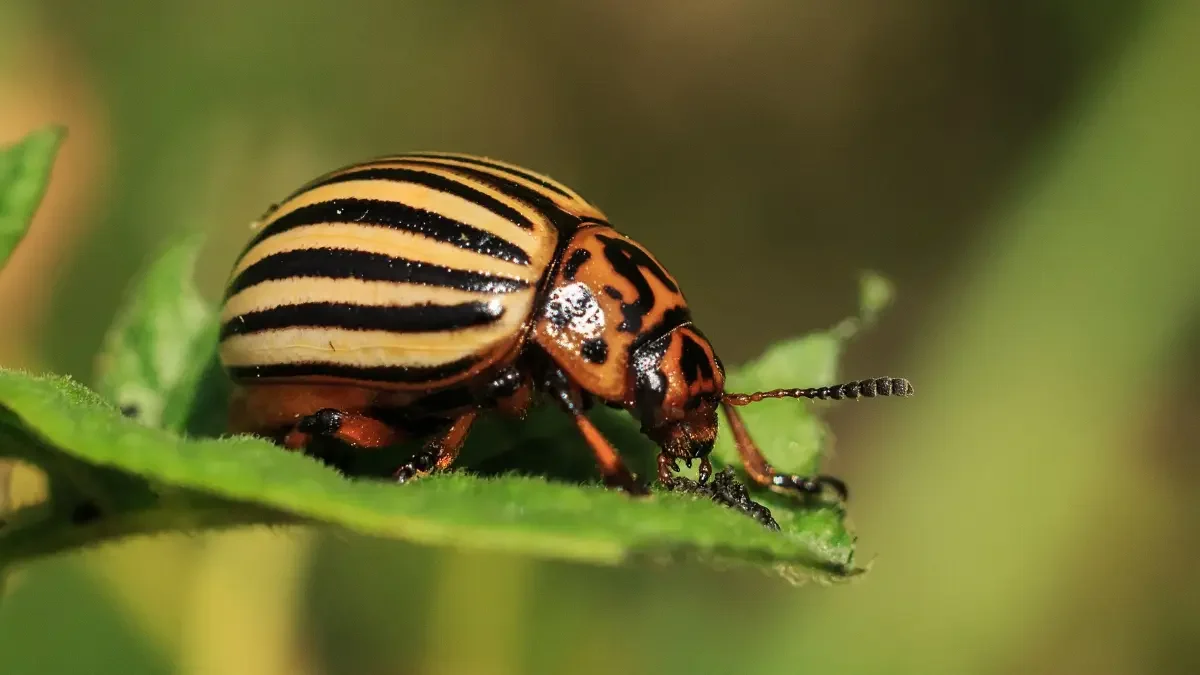 Managing Tree Pests in Westfield's Vineyard Areas