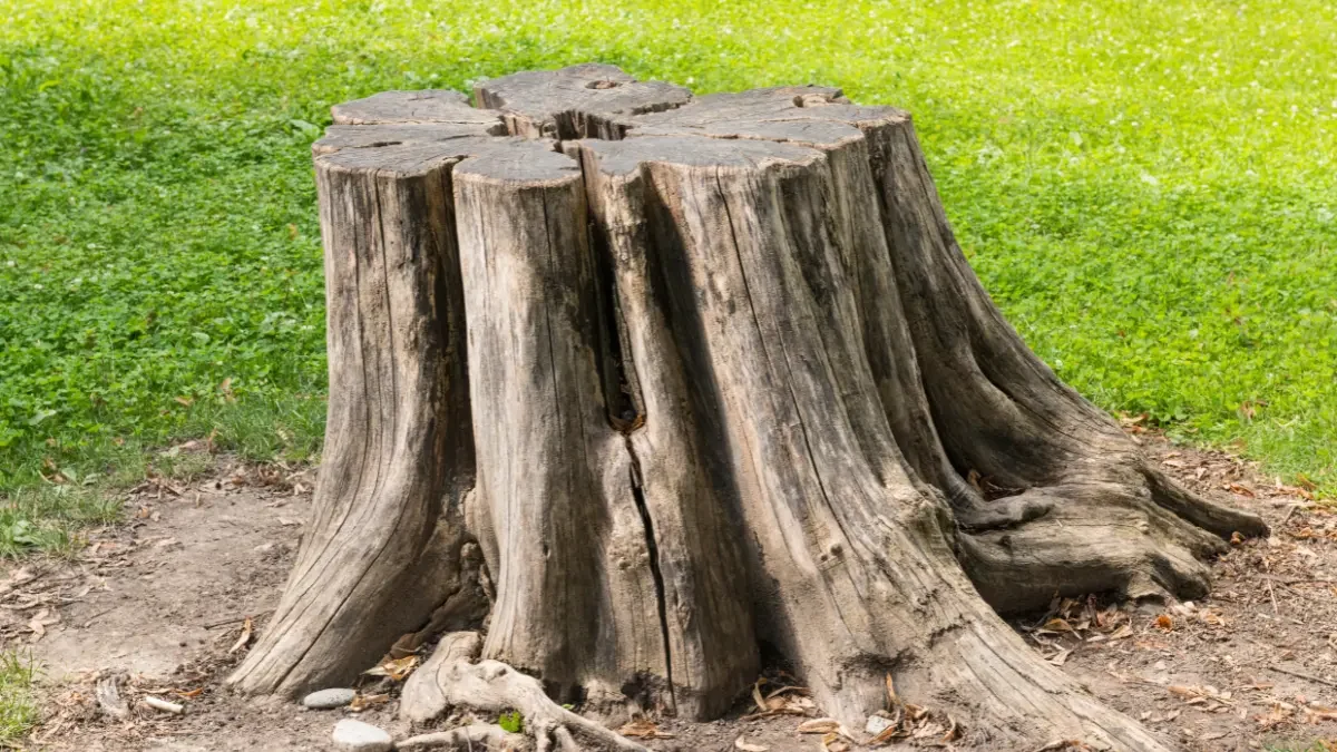 Stump Grinding for Westfield's Scenic Yards: A Clean Start for a Healthier Landscape