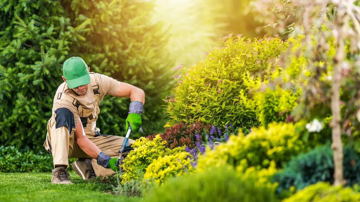 Tree Maintenance for Westfield's Community Spaces