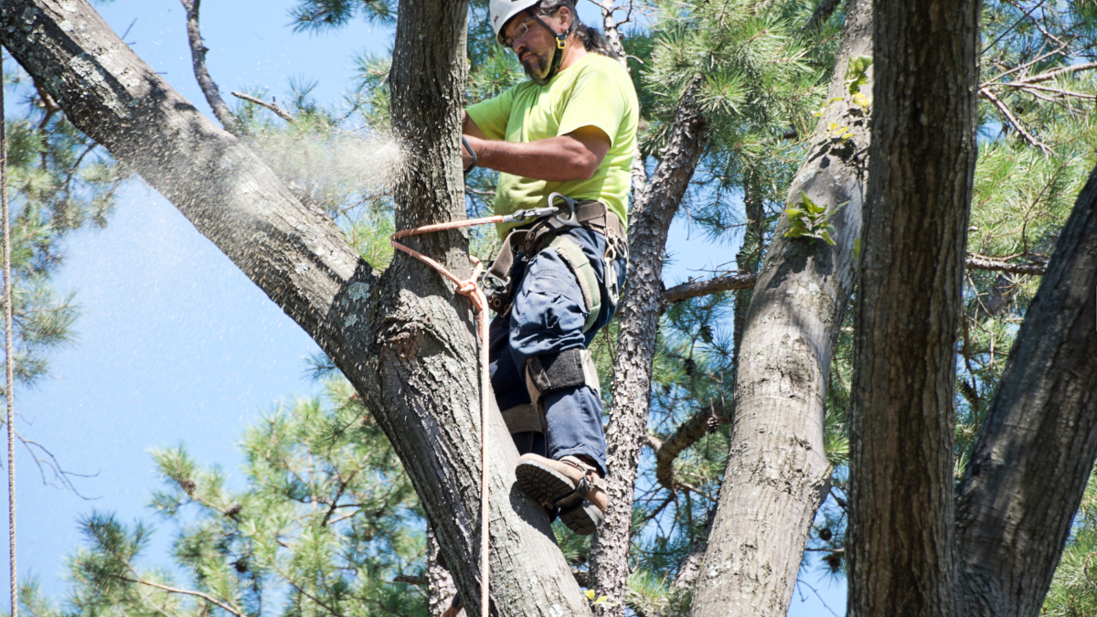 Is There Free Tree Removal for Seniors in Albany?