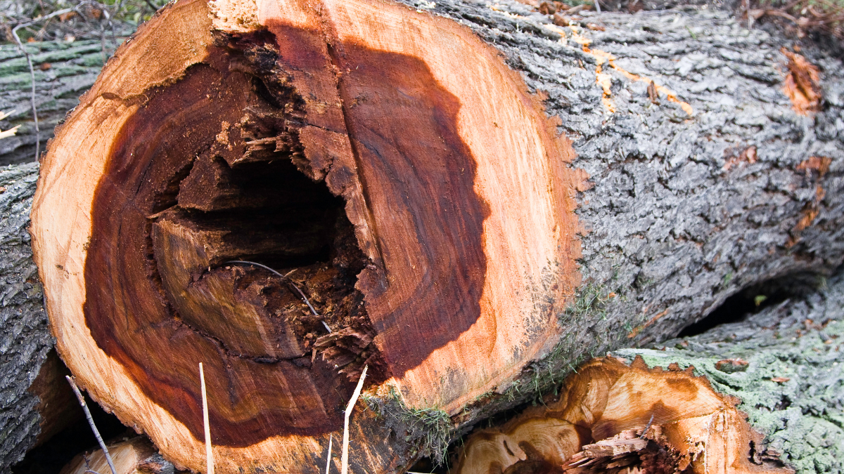 Treating Tree Diseases in Waterford’s Rural Areas