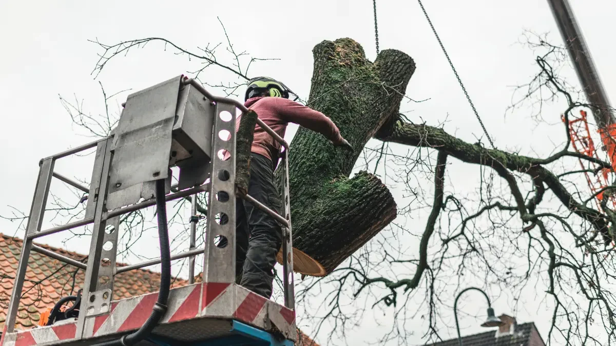 Do Tree Services Have Payment Plans in Albany? Your Guide to Affordable Tree Care