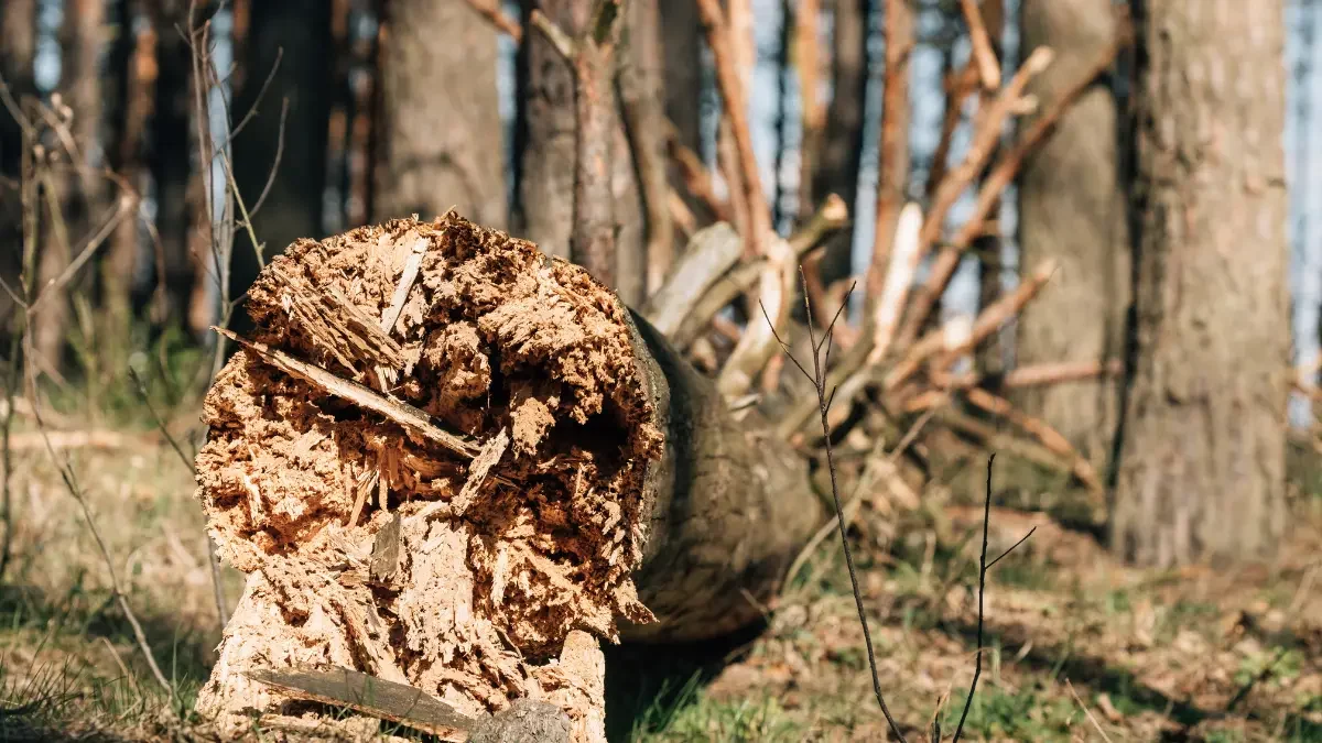 How to Safeguard Your Home from Storm-Damaged Trees