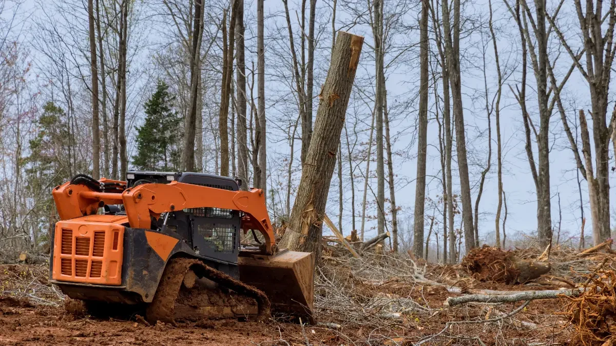 Emergency Tree Removal in Albany: What to Do After a Capital Region Storm