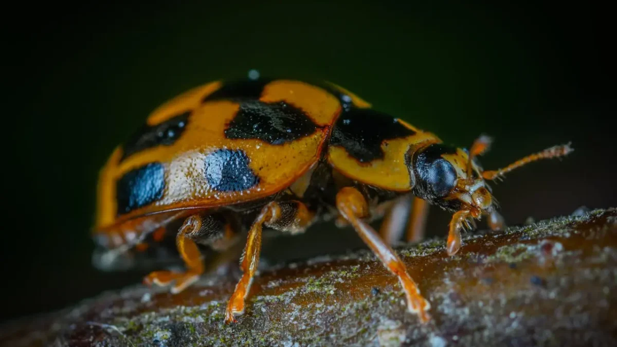 Tree Pest Infestations How to Spot and Treat Them