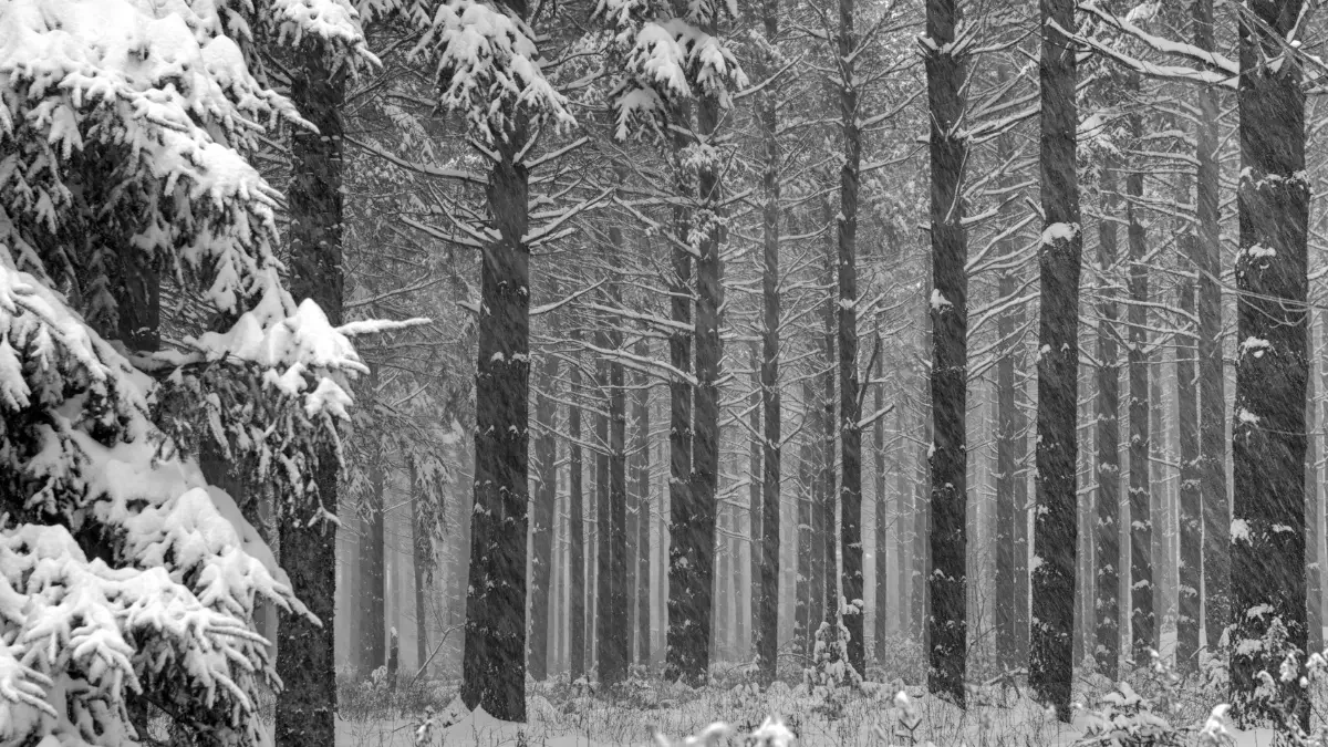 Protecting Buffalo’s Trees from Lake Erie Snowstorms
