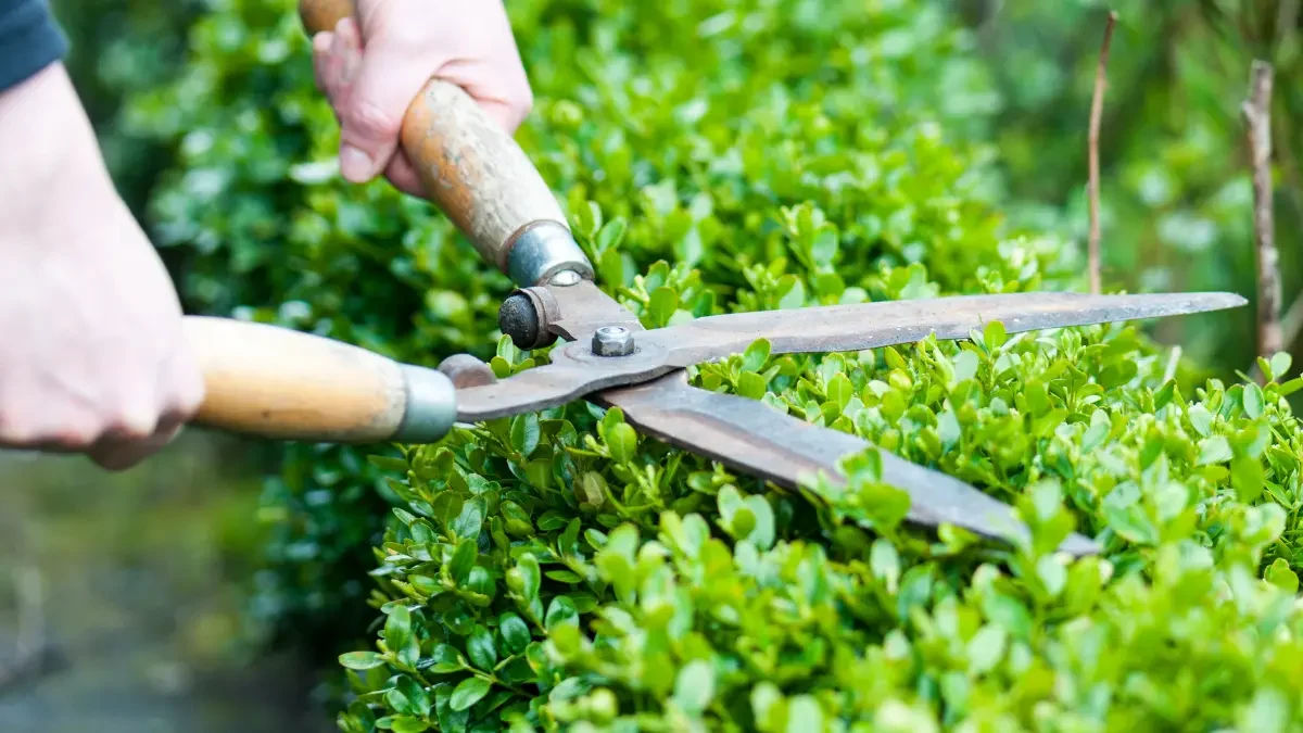 How Professional Tree Trimming Boosts Buffalo Property Values