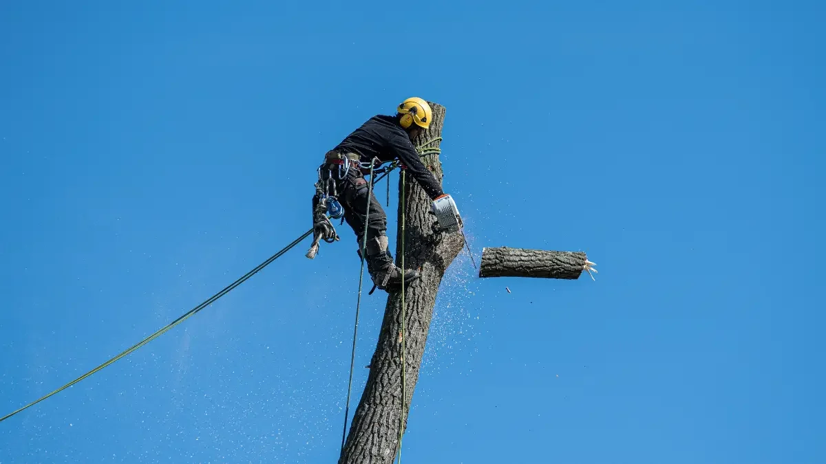 Behind the Scenes: A Day in the Life of a Tree Service Professional