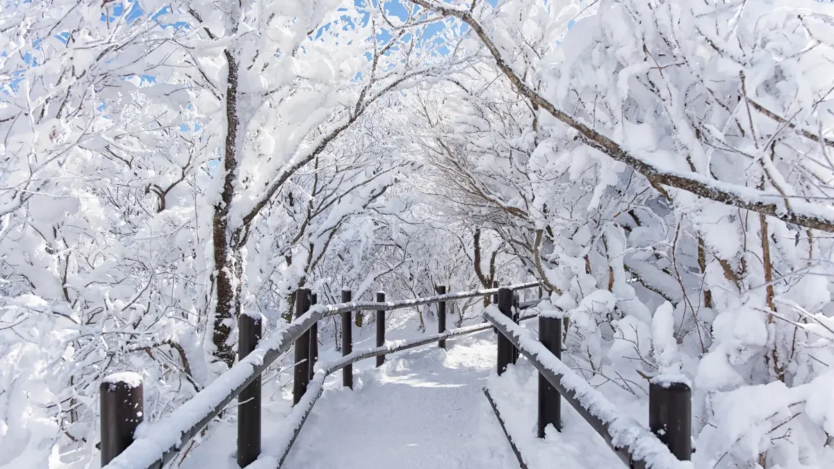 Winter Tree Care for Jackson’s Snowy Landscapes